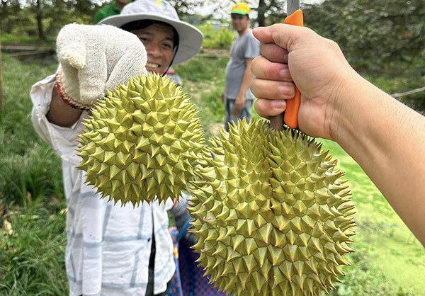 Trung Quốc chi 1,1 tỷ USD gom mua một loại tinh bột của Việt Nam