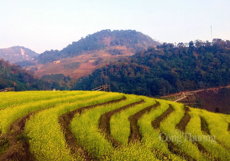 Chiêm ngưỡng mùa hoa cải vàng Hồng Thái