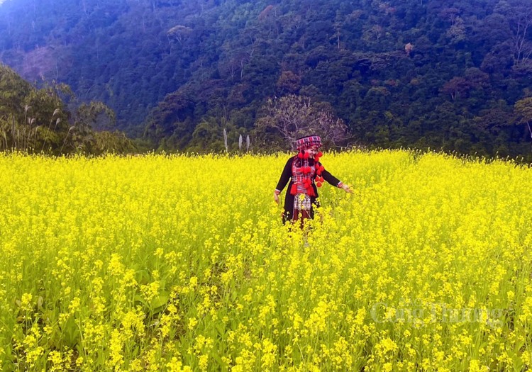 Chiêm ngưỡng mùa hoa cải vàng Hồng Thái