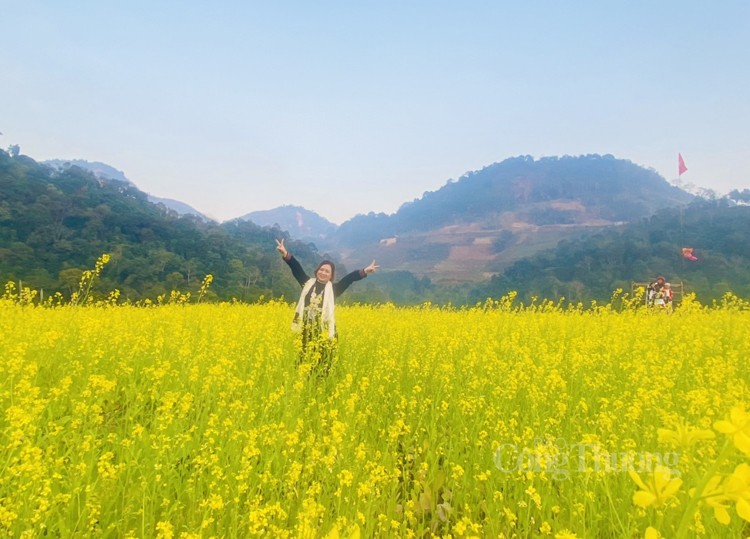 Chiêm ngưỡng mùa hoa cải vàng Hồng Thái