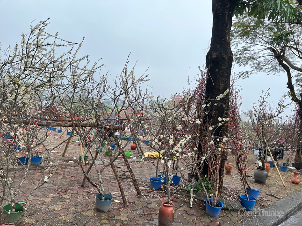 Hoa vùng Tây Bắc thu hút khách Thủ đô chơi sau Tết Nguyên Đán Hoa vùng Tây Bắc thu hút khách Thủ đô chơi sau Tết Nguyên Đán