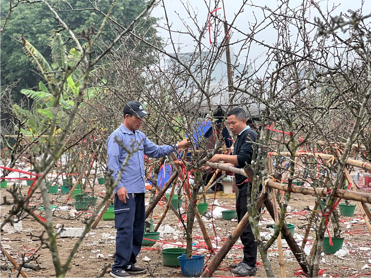 Hoa vùng Tây Bắc thu hút khách Thủ đô chơi sau Tết Nguyên Đán