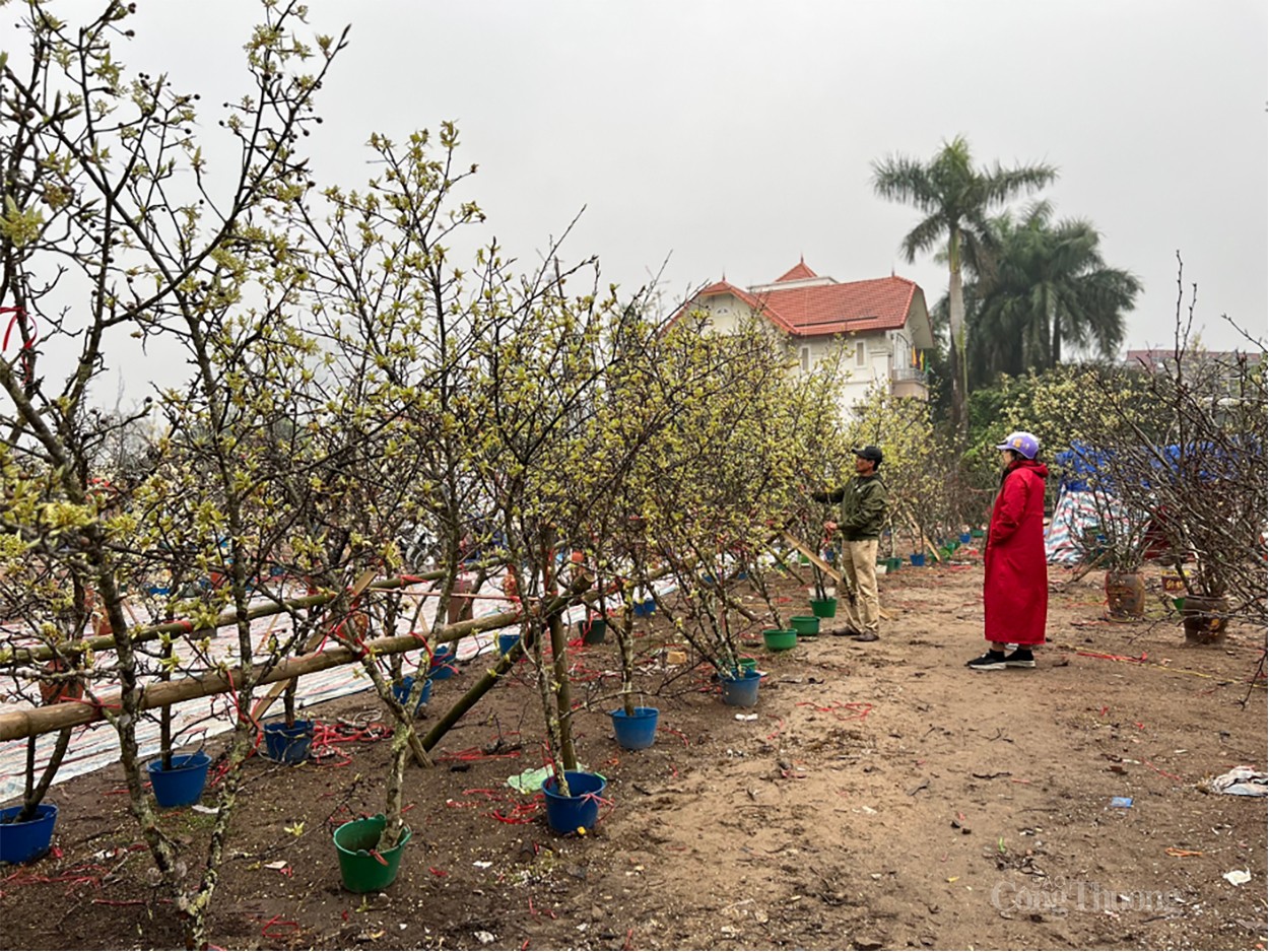 Hoa vùng Tây Bắc thu hút khách Thủ đô chơi sau Tết Nguyên Đán