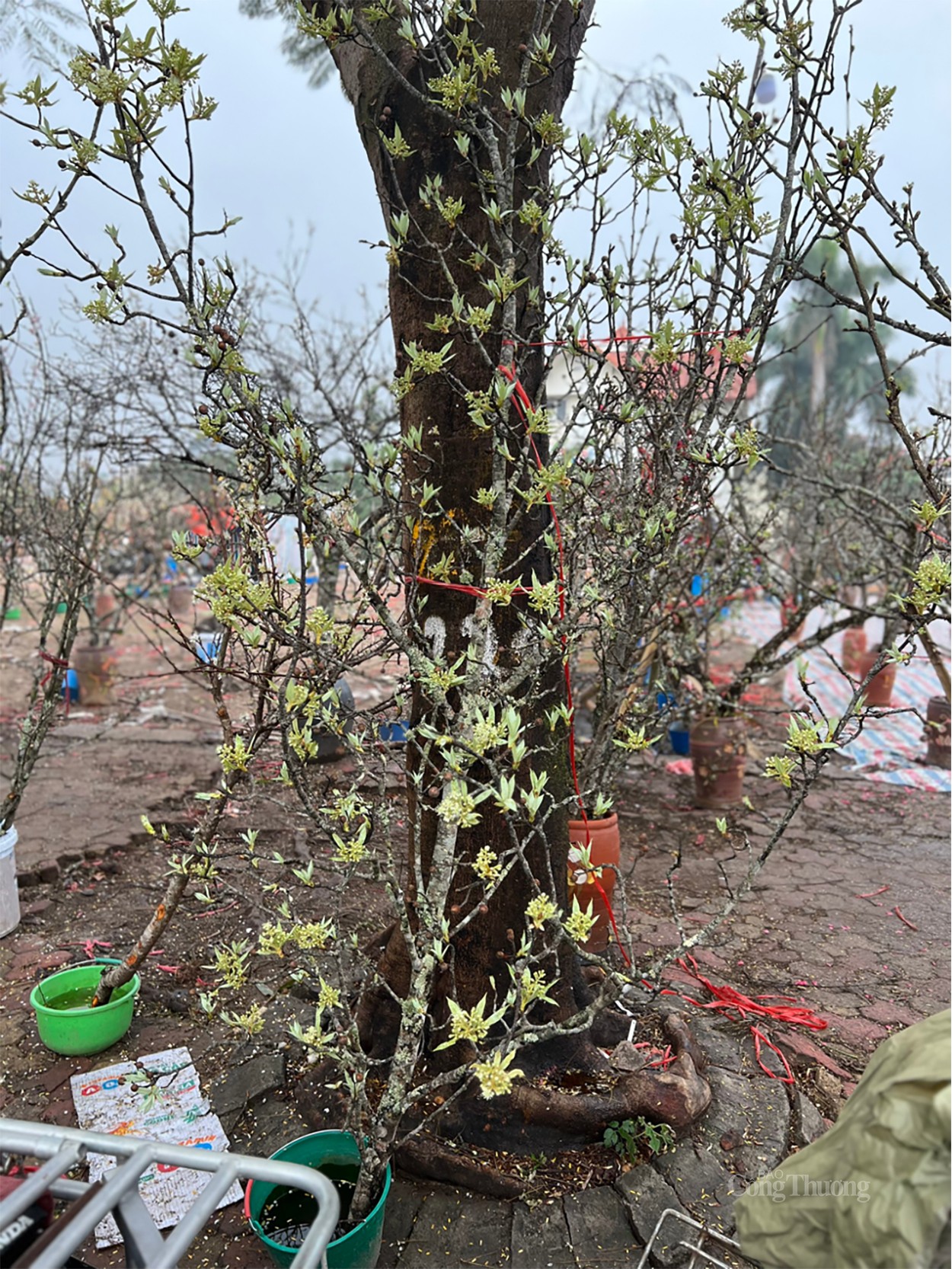 Hoa vùng Tây Bắc thu hút khách Thủ đô chơi sau Tết Nguyên Đán Hoa vùng Tây Bắc thu hút khách Thủ đô chơi sau Tết Nguyên Đán