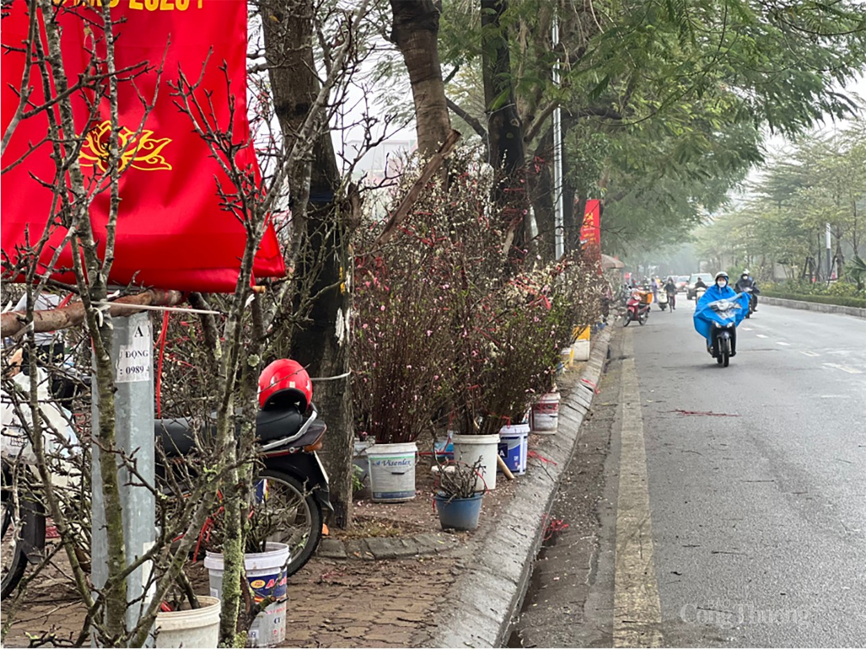 Hoa vùng Tây Bắc thu hút khách Thủ đô chơi sau Tết Nguyên Đán Hoa vùng Tây Bắc thu hút khách Thủ đô chơi sau Tết Nguyên Đán