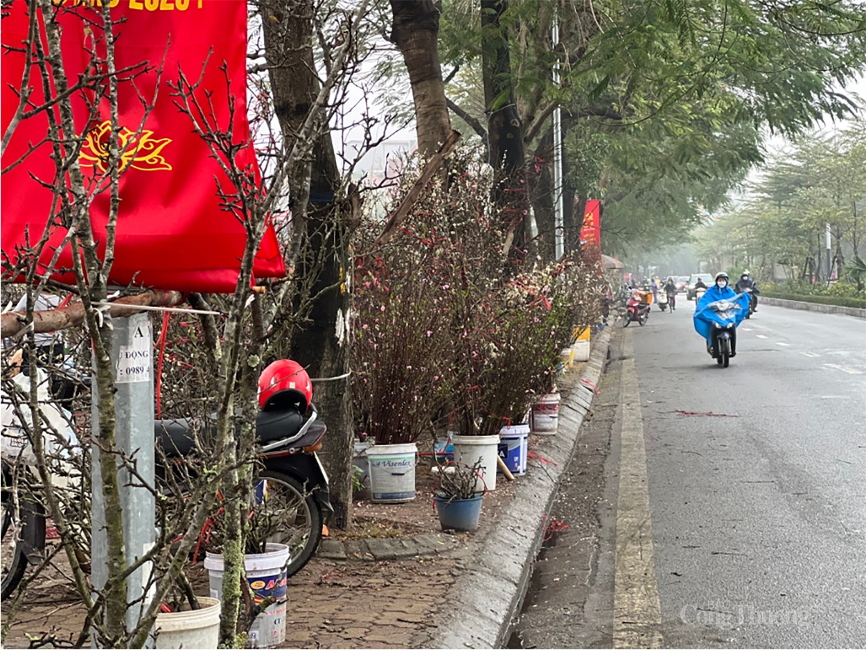 Hoa vùng Tây Bắc thu hút khách Thủ đô chơi sau Tết Nguyên Đán