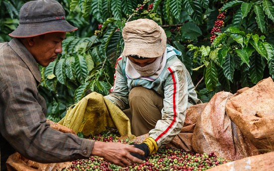 Đắk Nông phê duyệt địa bàn được hỗ trợ phí bảo hiểm cho cây cà phê và hồ tiêu