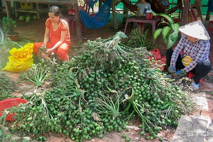 Cẩn trọng lại khủng hoảng thừa trái cau