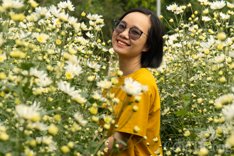 Xao xuyến vườn cúc họa mi trái mùa tại Đà Nẵng Xao xuyến vườn cúc họa mi trái mùa tại Đà Nẵng