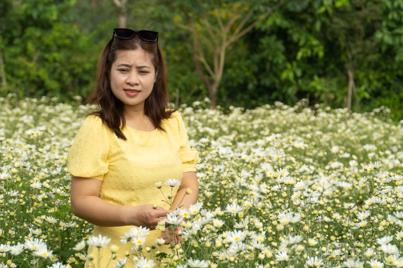 Xao xuyến vườn cúc họa mi trái mùa tại Đà Nẵng Xao xuyến vườn cúc họa mi trái mùa tại Đà Nẵng
