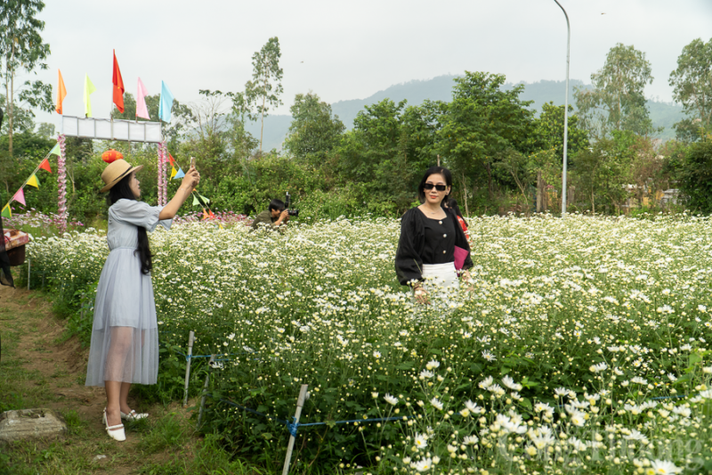 Xao xuyến vườn cúc họa mi trái mùa tại Đà Nẵng Xao xuyến vườn cúc họa mi trái mùa tại Đà Nẵng