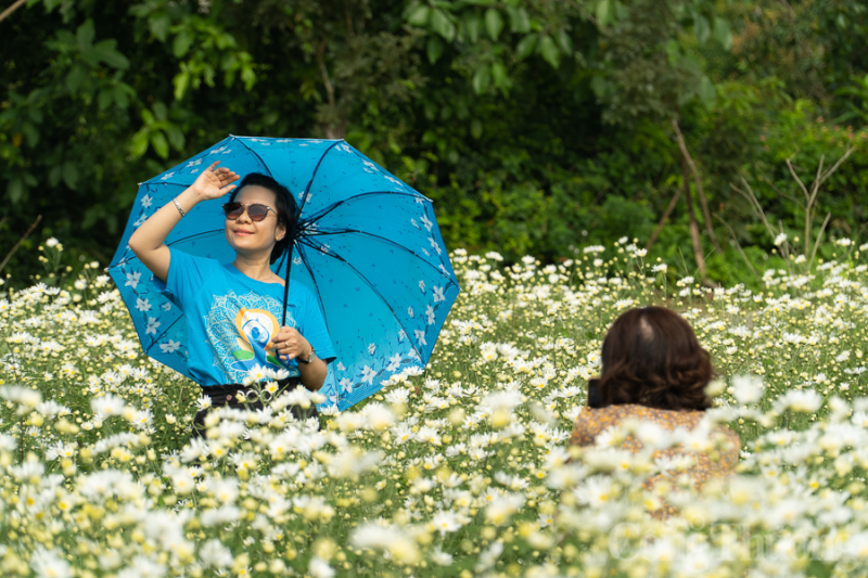Xao xuyến vườn cúc họa mi trái mùa tại Đà Nẵng Xao xuyến vườn cúc họa mi trái mùa tại Đà Nẵng