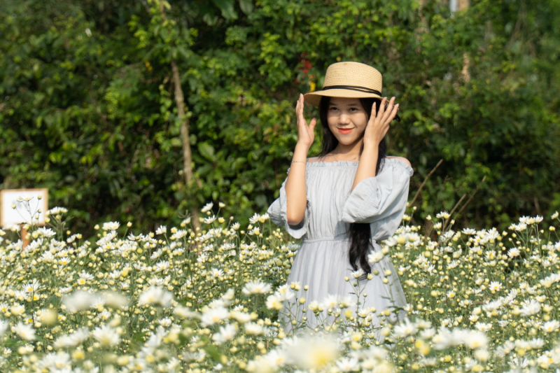Xao xuyến vườn cúc họa mi trái mùa tại Đà Nẵng Xao xuyến vườn cúc họa mi trái mùa tại Đà Nẵng