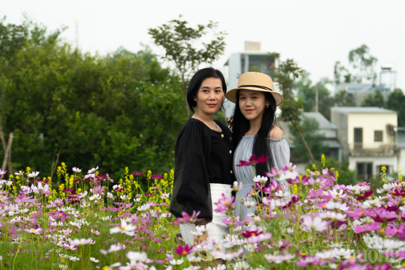 Xao xuyến vườn cúc họa mi trái mùa tại Đà Nẵng Xao xuyến vườn cúc họa mi trái mùa tại Đà Nẵng