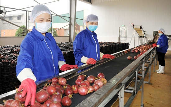 Xuất khẩu chanh leo, dừa, dứa đã qua chế biến mang về hàng trăm triệu USD