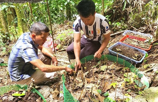 kon tum cac ho ngheo vay von trong sam duoc khoanh no