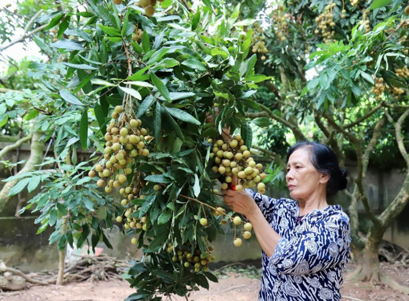 Bộ Công Thương khẩn trương xúc tiến 