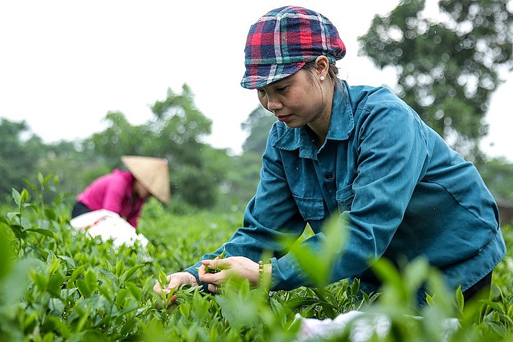 Trồng và chế biến chè Tân Cương trở thành di sản quốc gia