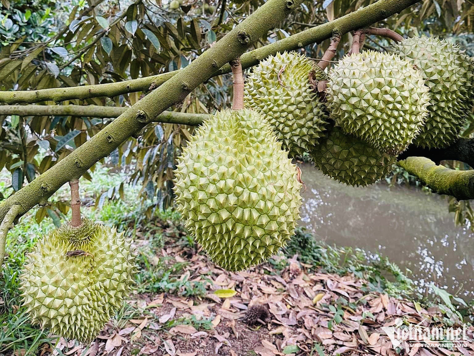 Xuất khẩu sầu riêng sang Trung Quốc: Động thái mới từ Thái Lan cạnh tranh với hàng Việt