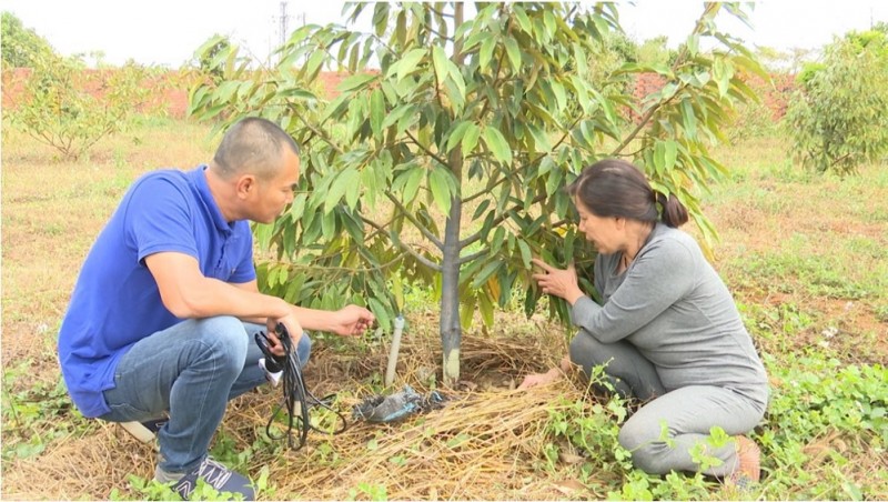 Vườn sầu riêng của bà Nguyễn Thị Kim Cúc (trú tại xã Ia Pếch) cũng trong tình trạng bị kẻ gian phá hoại.