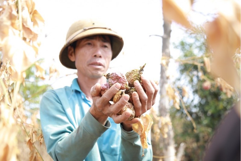 Ông Hảo chua xót khi nhìn thành quả của mình bị kẻ gian phá hoại.