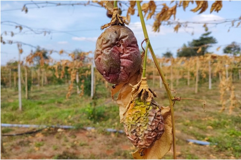 Cả vườn chanh dây trĩu quả giờ chỉ còn teo tóp vài quả bám trên những thân cây khô quắt.