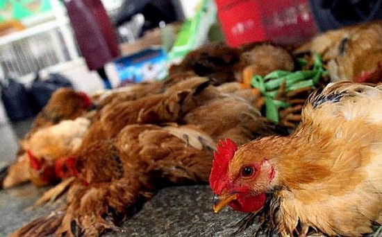 sau ca tu vong vi cum h5n1 tai campuchia viet nam khan cap ung pho