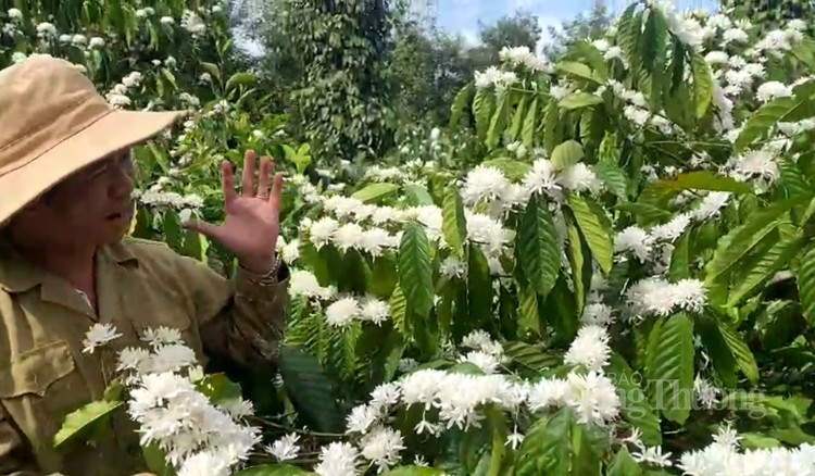 Nồng nàn hương sắc hoa cà phê vùng đất Tây Nguyên