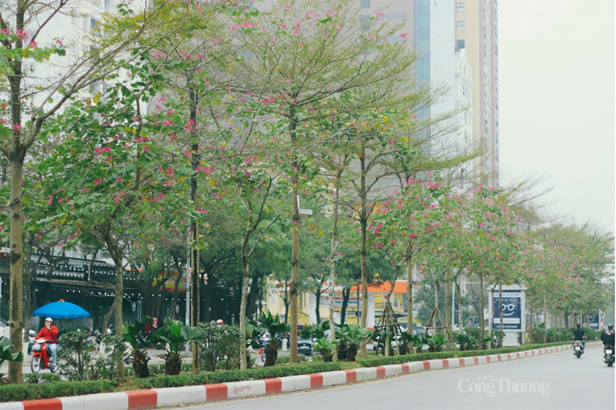 Sắc trắng hoa ban làm “nao lòng” người dân Hà Nội Sắc trắng hoa ban làm “nao lòng” người dân Hà Nội