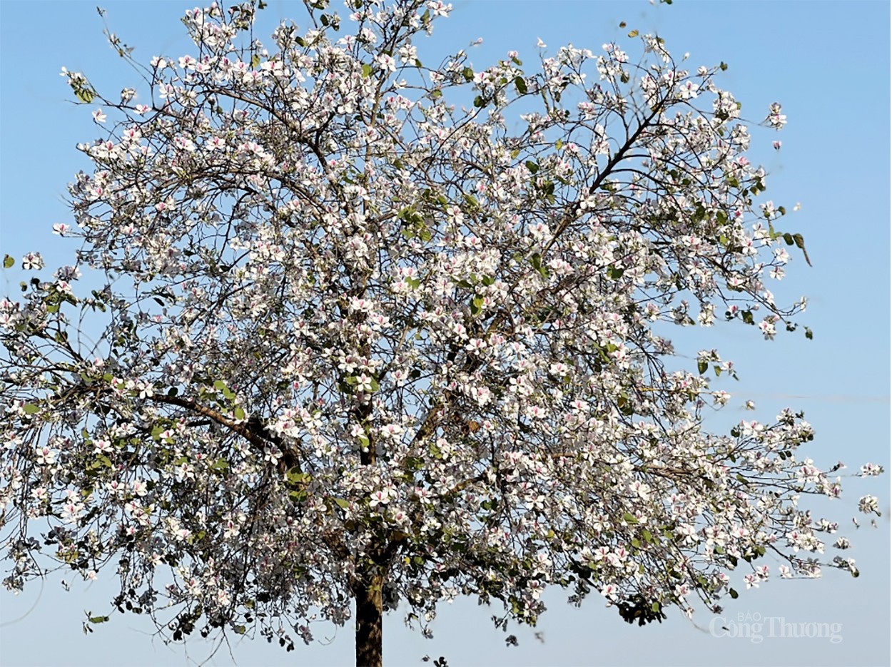 Sắc trắng hoa ban làm “nao lòng” người dân Hà Nội