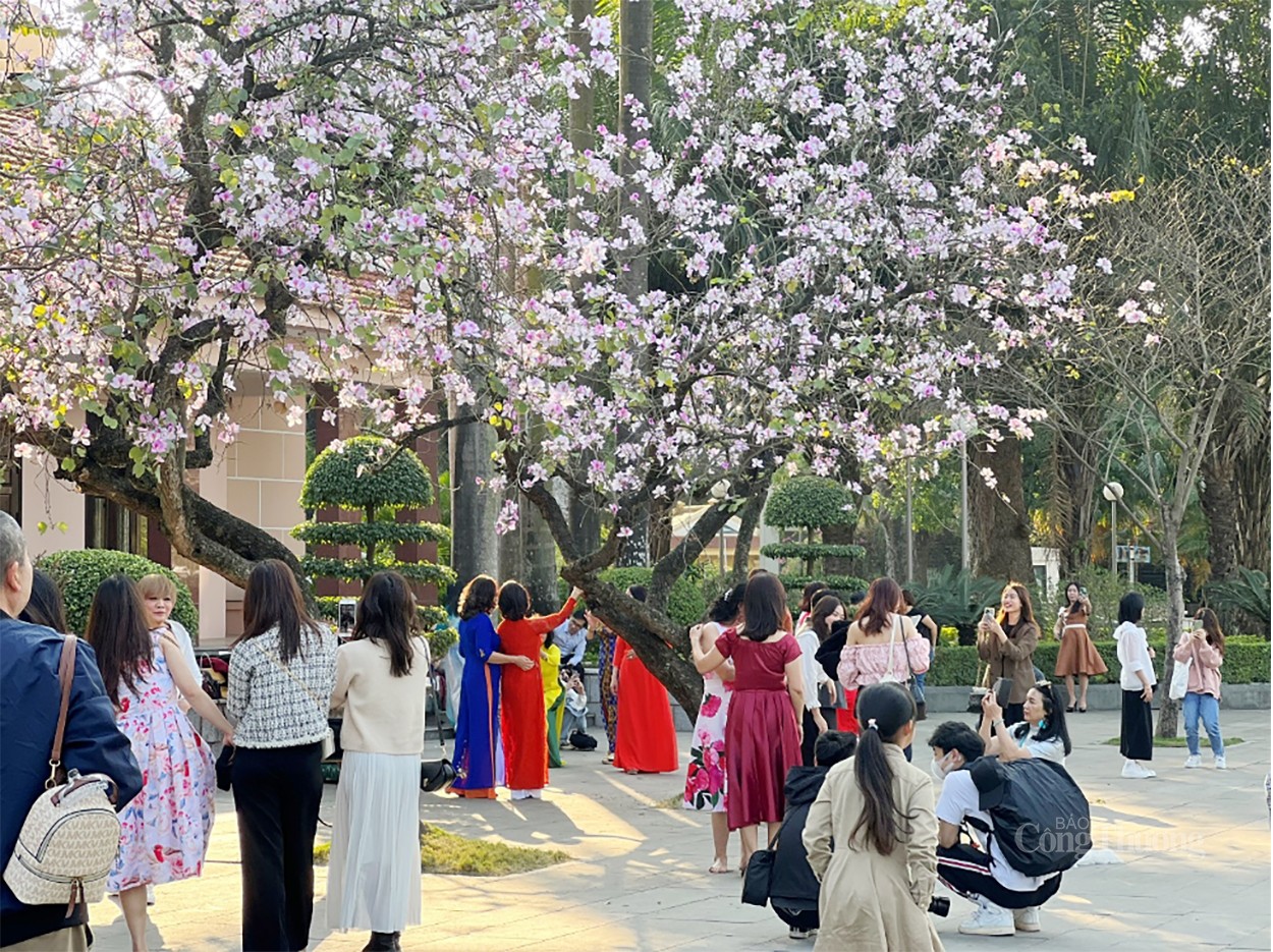 Sắc trắng hoa ban làm “nao lòng” người dân Hà Nội Sắc trắng hoa ban làm “nao lòng” người dân Hà Nội