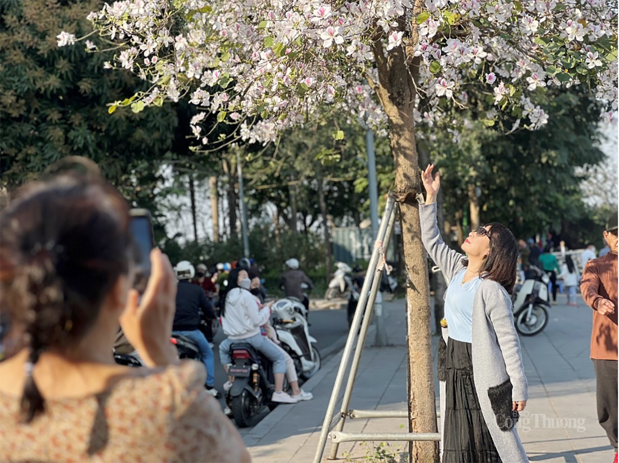 Sắc trắng hoa ban làm “nao lòng” người dân Hà Nội Sắc trắng hoa ban làm “nao lòng” người dân Hà Nội