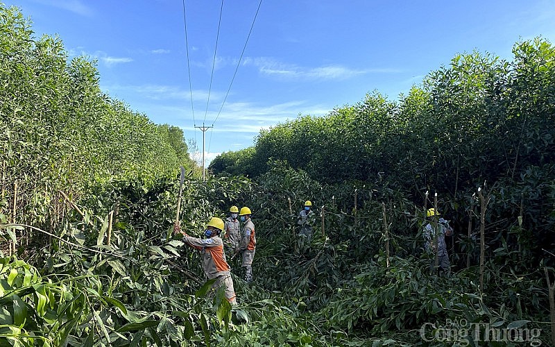 Nghệ An: Chuyển đổi thành công mô hình cây trồng trong hành lang lưới điện