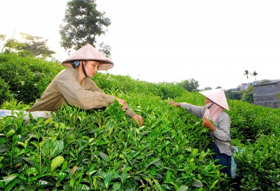 Xây dựng chè Thái Nguyên thành thương hiệu quốc gia