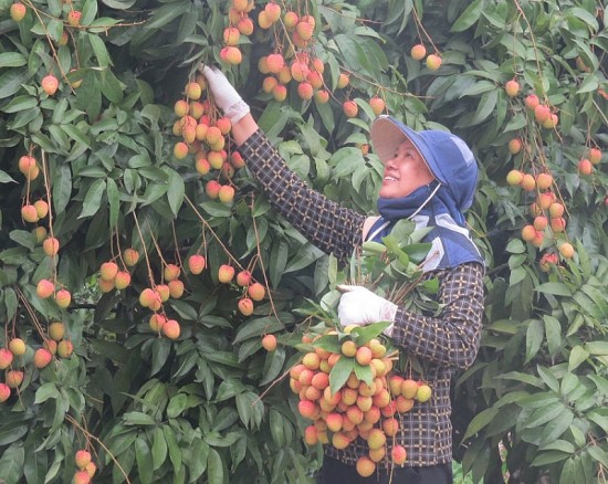 tinh hai duong de xuat ho tro trien khai nhieu hoat dong xuc tien thuong mai