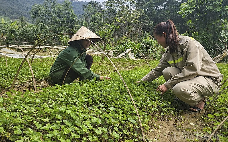 Bài 1: Trồng dược liệu quý giúp đồng bào phát triển kinh tế