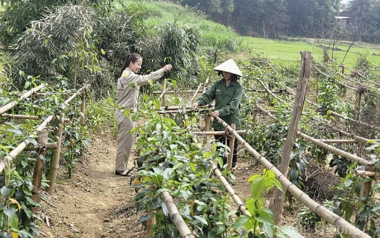 bai 1 trong duoc lieu quy giup dong bao phat trien kinh te