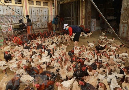 Những biểu hiện nghi mắc cúm H5N1 ở người và cách phòng chống