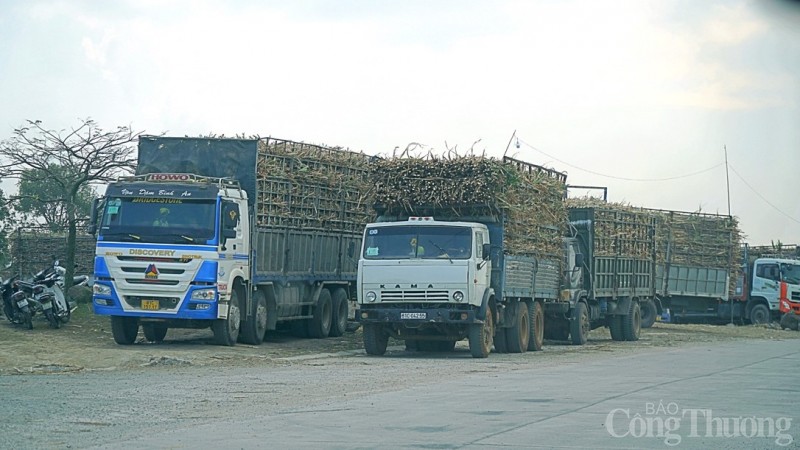 Xe chở mía tập kết tại bãi đợi vào làm thủ tục nhập nguyên liệu cho Nhà máy Đường An Khê