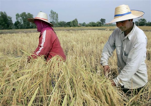 Gia gao An Do giam sau khi dat muc cao nhat trong hai nam hinh anh 1
