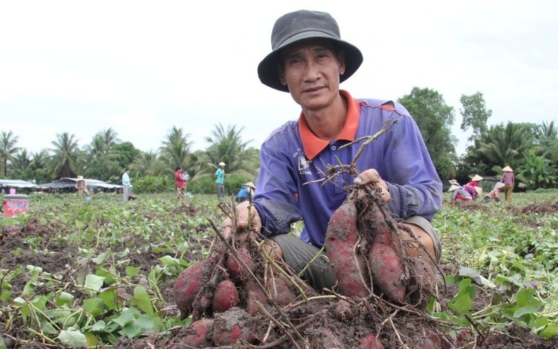 Phát triển bền vững vùng nguyên liệu ảnh 1