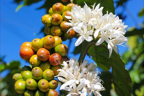 Giá cà phê hôm nay, 30/5: Giá cà phê trong nước cao nhất trên 61.000 đồng/kg