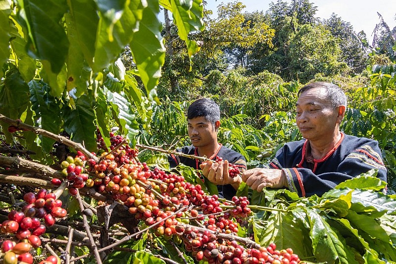 Lễ hội Cà phê Buôn Ma Thuột: Nhiều tour du lịch đặc sắc phục vụ du khách