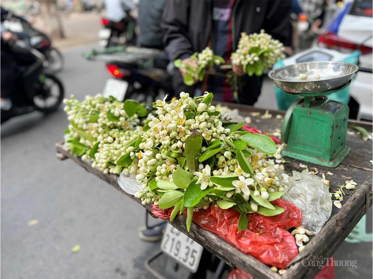 Hương bưởi đầu mùa “xao lòng” người Hà Nội