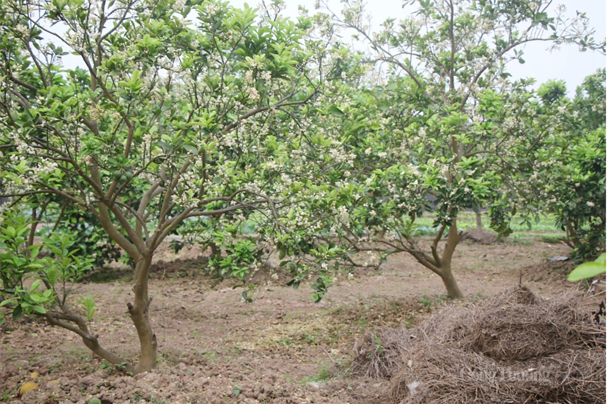 Hương bưởi đầu mùa “xao long” người Hà Nội Hương bưởi đầu mùa “xao lòng” người Hà Nội