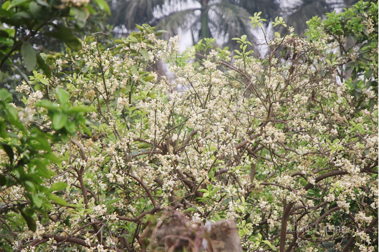 Hương bưởi đầu mùa “xao long” người Hà Nội Hương bưởi đầu mùa “xao lòng” người Hà Nội