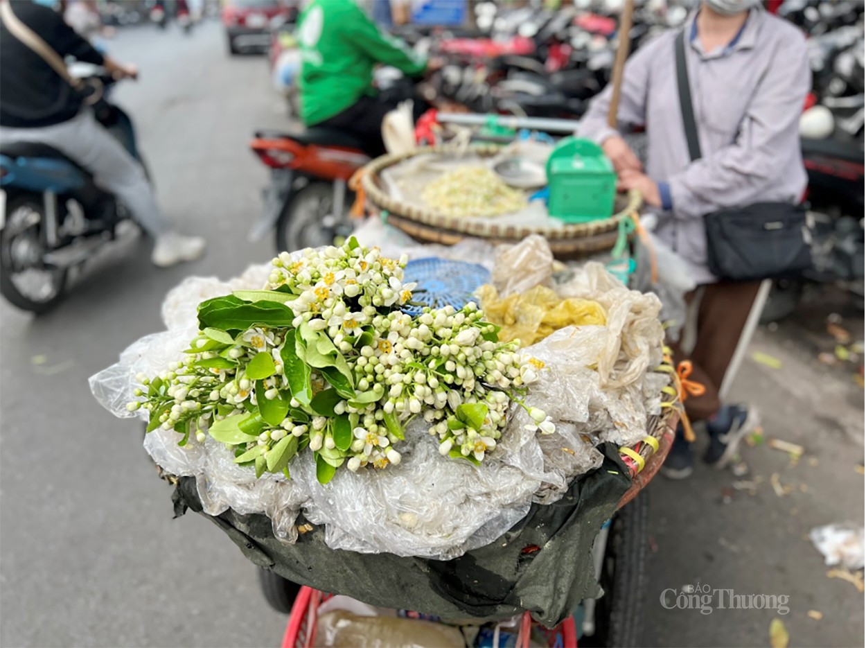 Hương bưởi đầu mùa “xao lòng” người Hà Nội