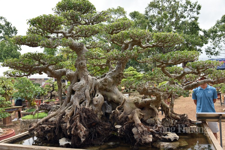 Đắk Lắk: Nhiều tác phẩm độc, lạ tham gia Triển lãm, Hội thi sinh vật cảnh