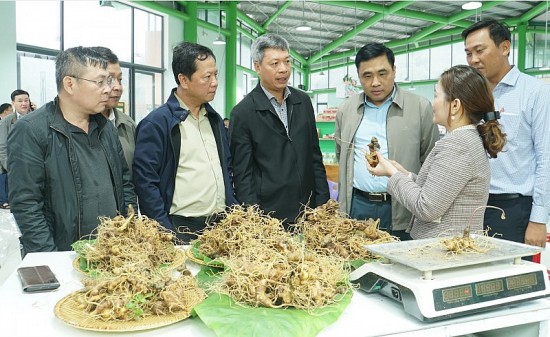 bai 4 ky vong sam ngoc linh thuong hieu quoc gia mo ra hanh trinh moi