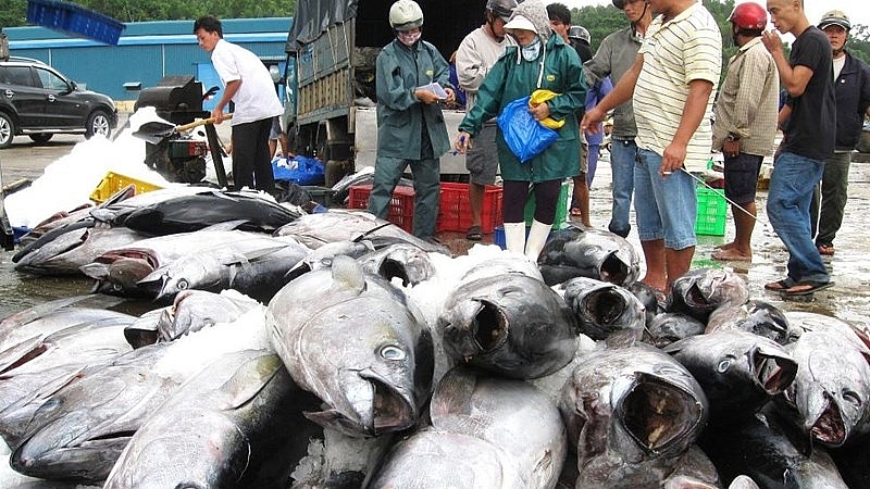 Tận dụng CPTPP, xuất khẩu cá ngừ sang Nhật Bản tăng cao